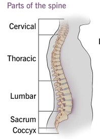 The Spine